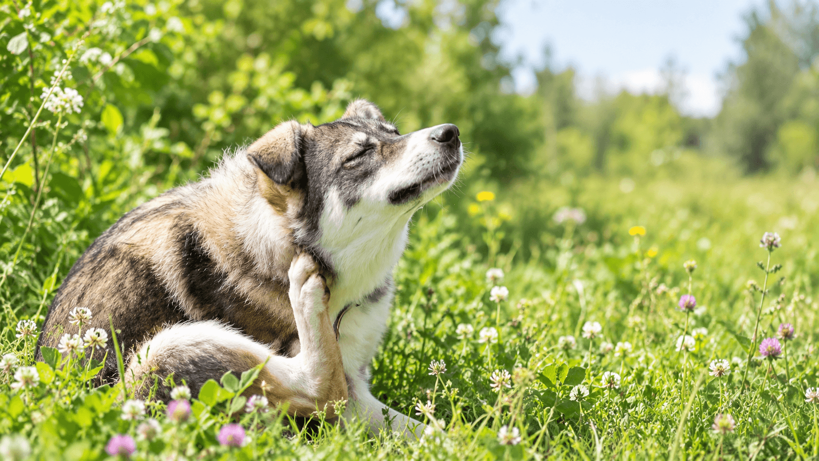 Un chien dans des herbes hautes où des tiques peuvent être présentes