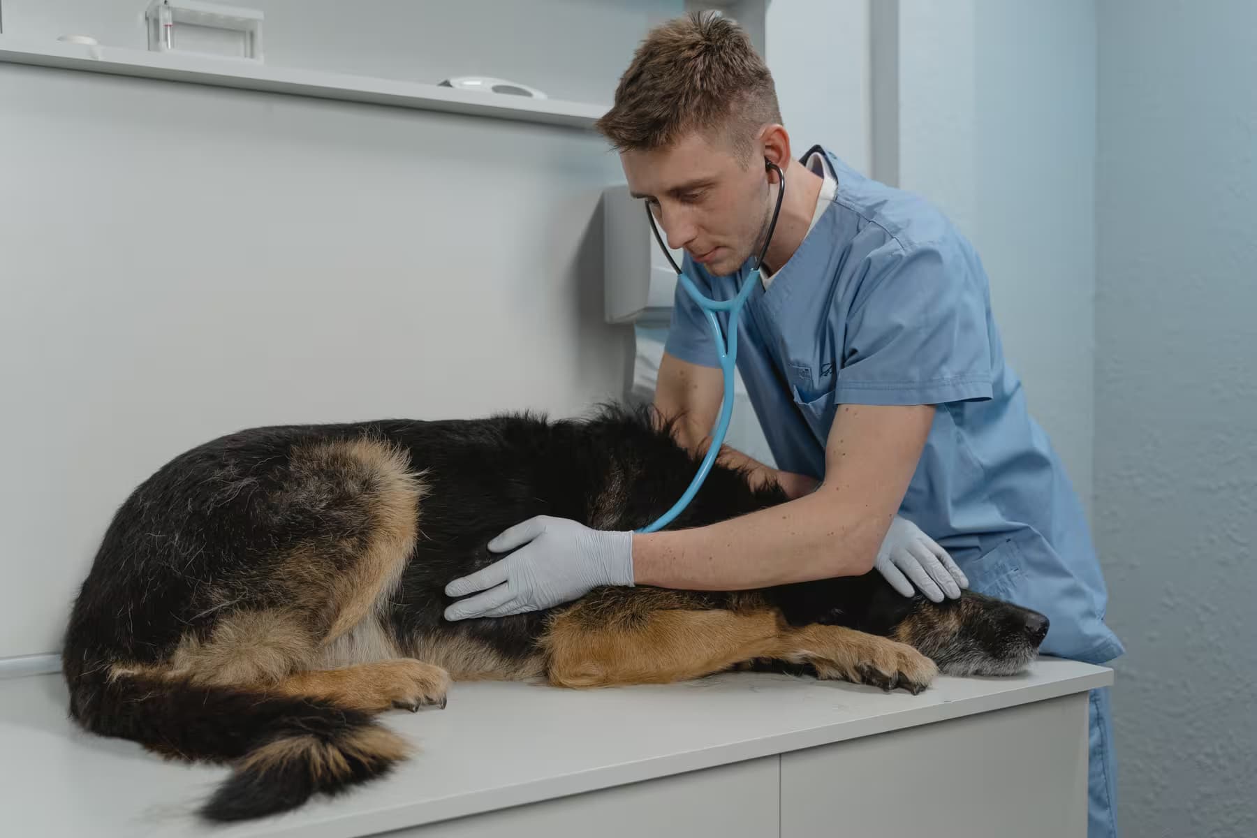 Vétérinaire prenant soin d’un chien